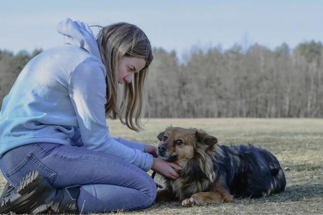 Walduś-niewielki delikatny pies do adopcji
