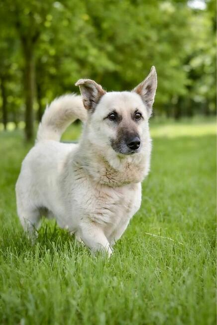 Biszkopt-cierpliwy i wyrozumiały dom poszukiwany dla psiaka
