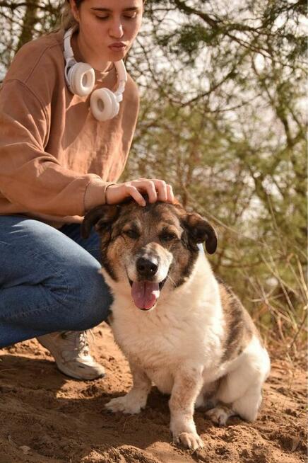 Malcolm-nispopodłogowy pies do adopcji