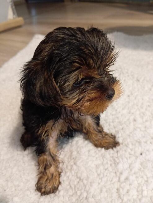 Yorki