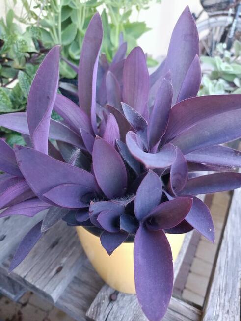 Trzykrotki mega duży zestaw 20 odmian w tym kolekcjonerskie