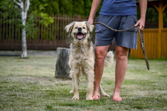 Bambosz-pies po przejściach czeka na dom-adopcja