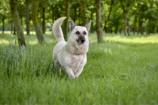 Biszkopt-cierpliwy i wyrozumiały dom poszukiwany dla psiaka