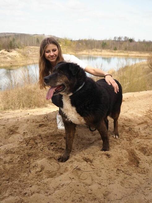 Ajman-cudowny pies czeka na wyjątkowy dom-adopcja