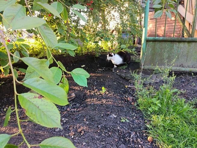 Sprzedam dom z gospodarstwem rolnym