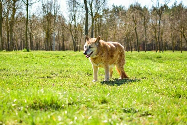 Pixi-starsza ruda suczka do pilnej adopcji