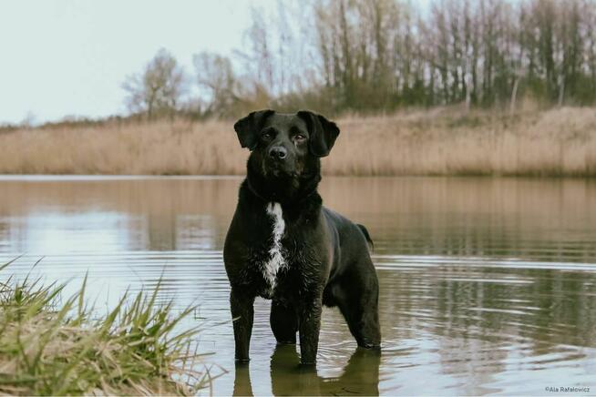 Denis- energiczny młody pies do adopcji