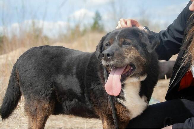 Ajman-cudowny pies czeka na wyjątkowy dom-adopcja