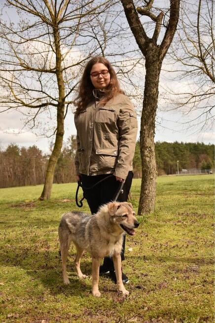 Rebus- strdniej wielkości pies do adopcji