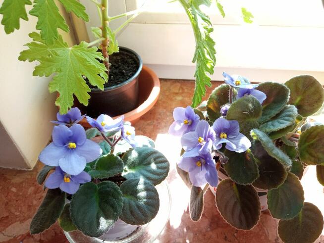 Skrętniki -piękne kwiaty