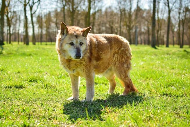 Pixi-starsza ruda suczka do pilnej adopcji