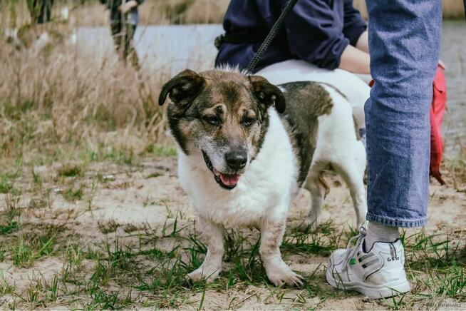 Malcolm-nispopodłogowy pies do adopcji