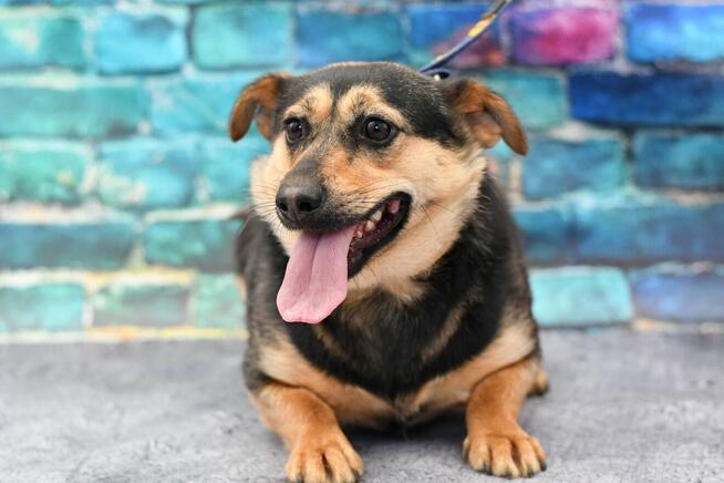 Nieśmiała Lala szuka rodzinki do pokochania!