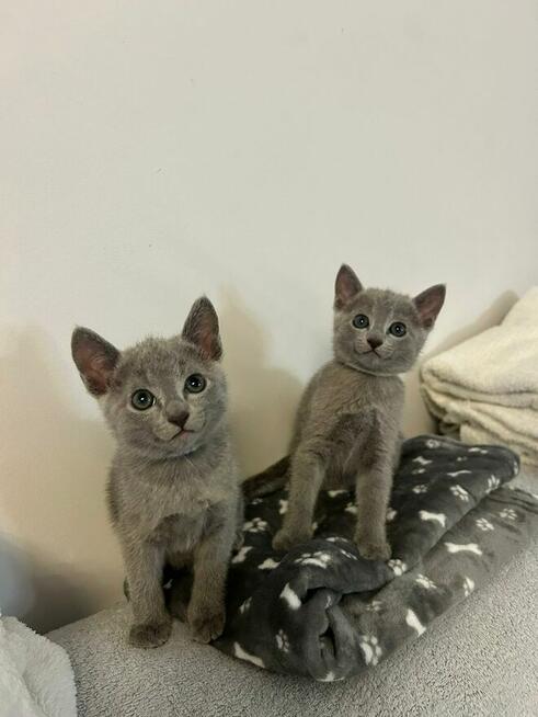 Kocięta Rosyjskie Niebieskie WCF