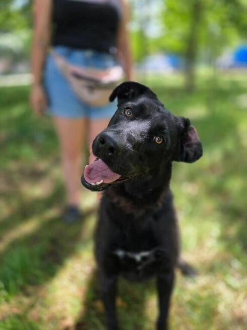 Goliat-młody czarny, energiczny pies do adopcji