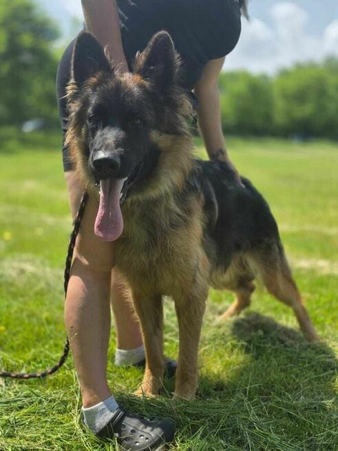 Roki-porzucony pies w typie owczarka niemieckiego do adopcji