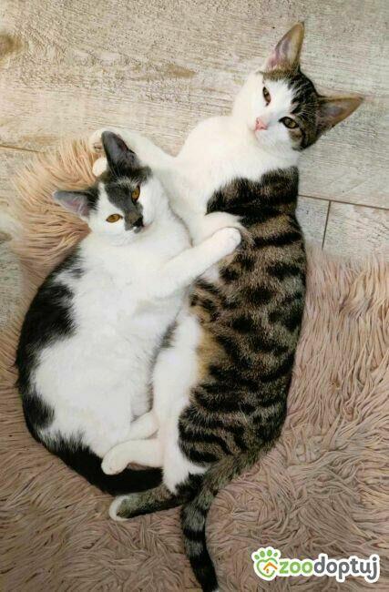 ŁATKA I BUREK - dwa kociaki szukają domów