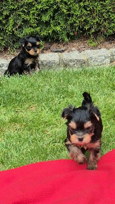 Yorkshire Terrier York ZKwP FCI
