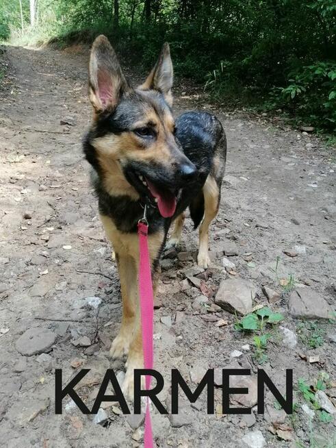 KARMEN młoda suczka w typie owczarka niemieckiego szuka domu