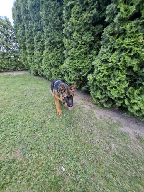 Sprzedam Owczarka Niemieckiego krótkowłosego