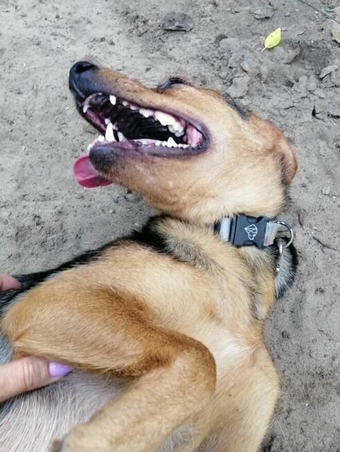 TOŚKA młoda mała suczka poleca się do adopcji