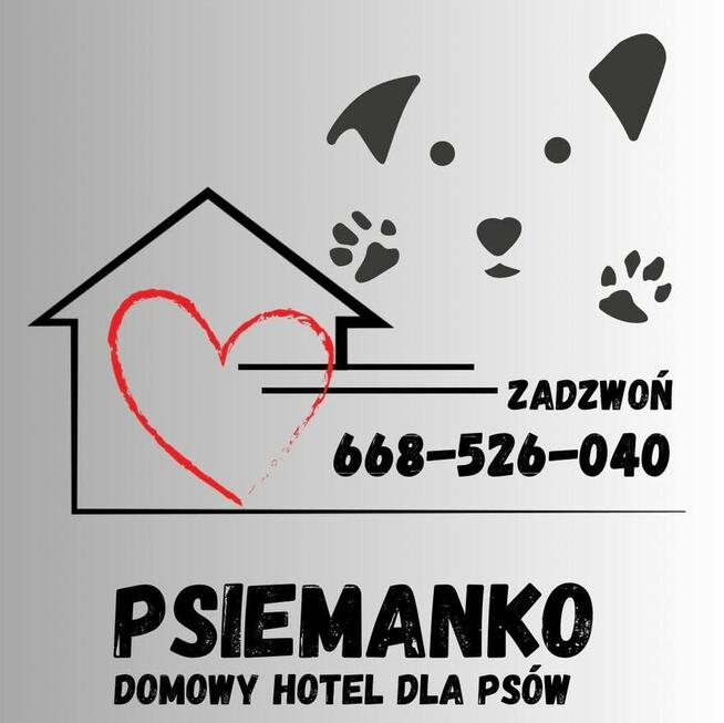 Domowy Hotel dla psów