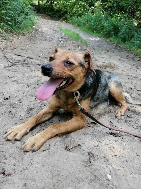 TOŚKA młoda mała suczka poleca się do adopcji