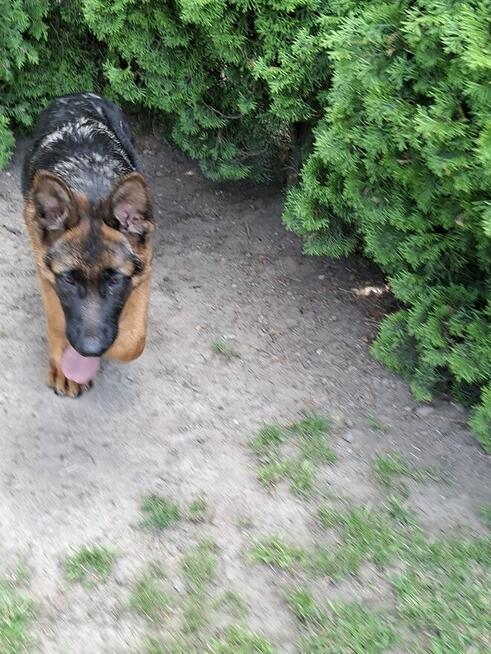 Sprzedam Owczarka Niemieckiego krótkowłosego