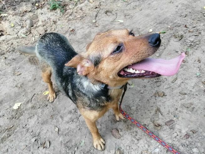 TOŚKA młoda mała suczka poleca się do adopcji