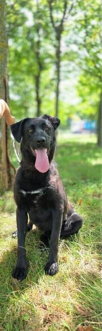 Goliat-młody czarny, energiczny pies do adopcji