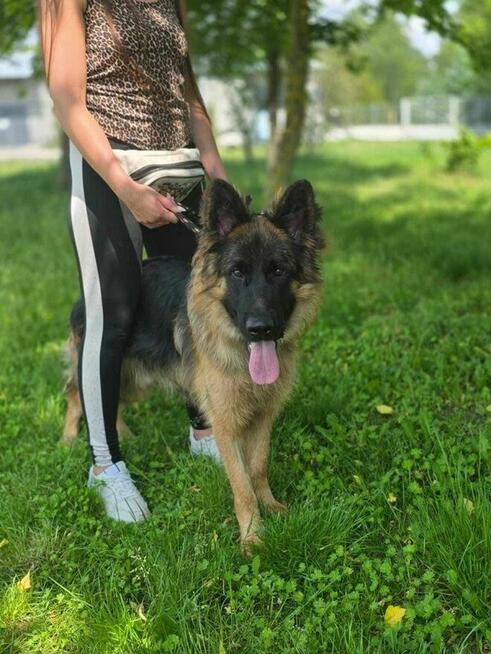 Roki-porzucony pies w typie owczarka niemieckiego do adopcji