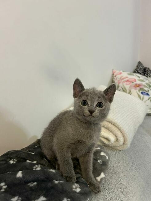 Kocięta Rosyjskie Niebieskie WCF