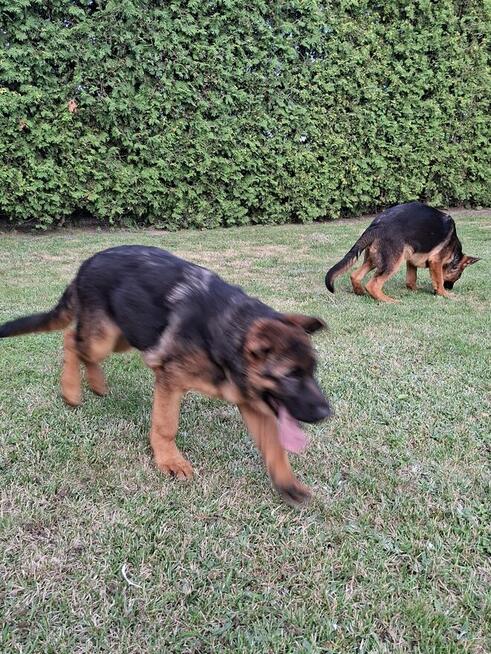 Sprzedam Owczarka Niemieckiego krótkowłosego