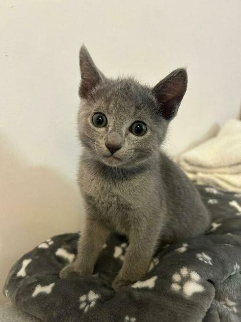 Kocięta Rosyjskie Niebieskie WCF