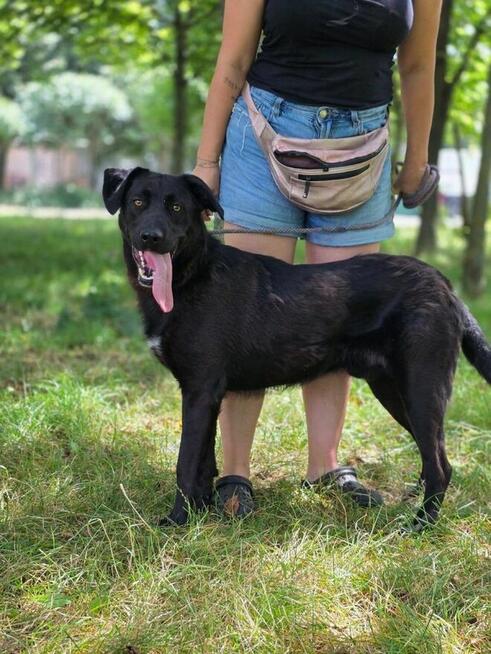 Goliat-młody czarny, energiczny pies do adopcji