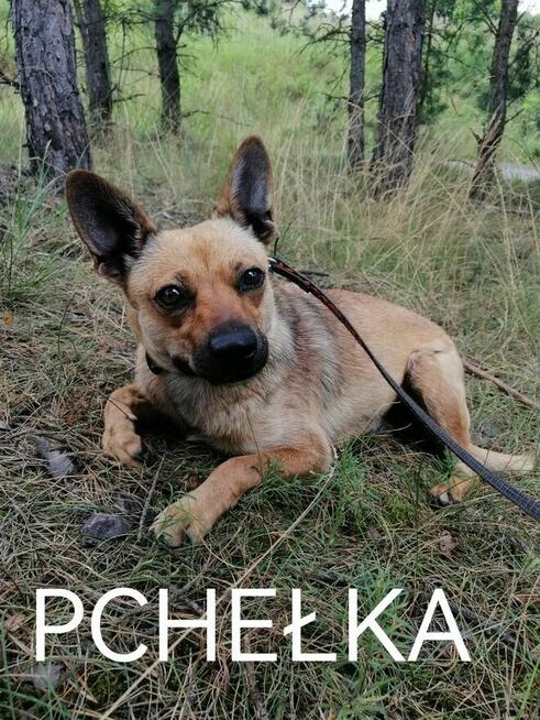 PCHEŁKA mała łagodna suczka szuka domu