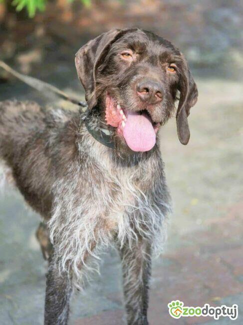 FRED - piękny wyżeł niemiecki szuka domu