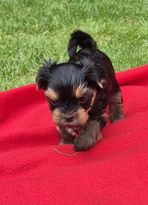 Yorkshire Terrier York ZKwP FCI