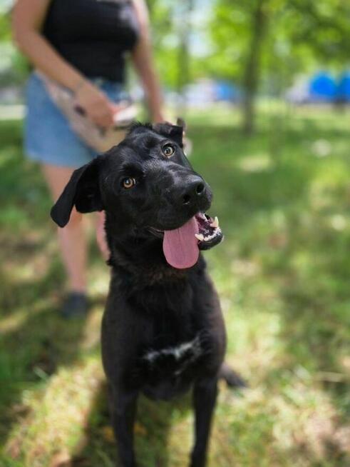 Goliat-młody czarny, energiczny pies do adopcji