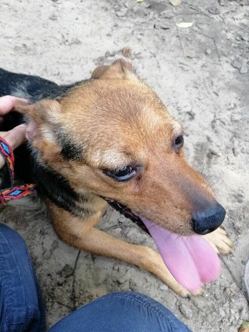 TOŚKA młoda mała suczka poleca się do adopcji