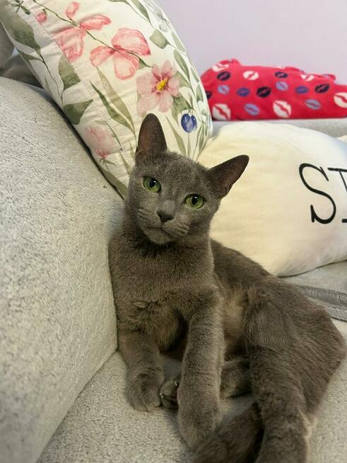 Kocięta Rosyjskie Niebieskie WCF