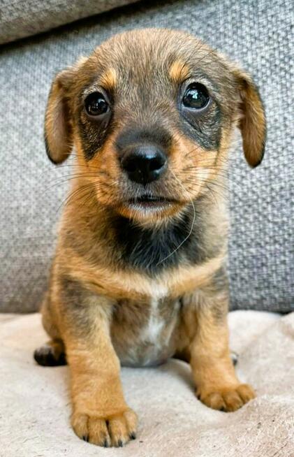 KLARA - cudowna, nieduża szczeniaczka szuka super domu