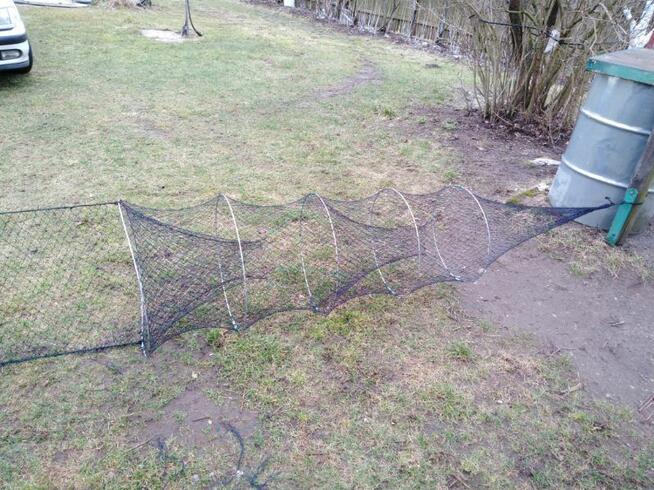 Sprzedam Żak wegorzowy