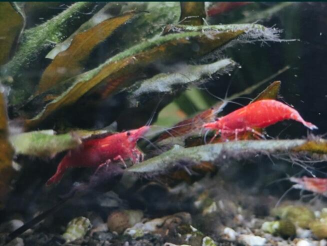 Krewetki Red Cherry