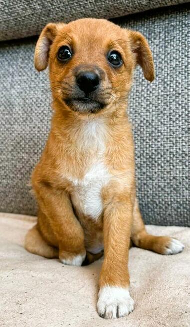 PENELOPA - cudowna, mała sunia szuka najlepszego domu