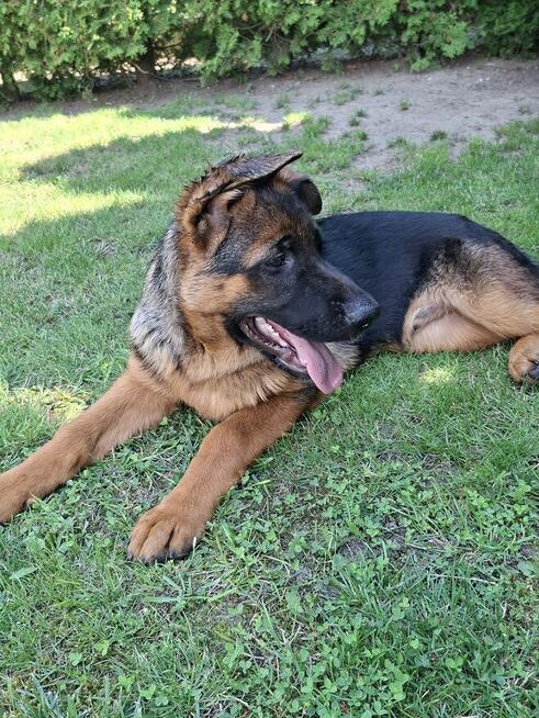 Sprzedam Owczarka Niemieckiego krótkowłosego