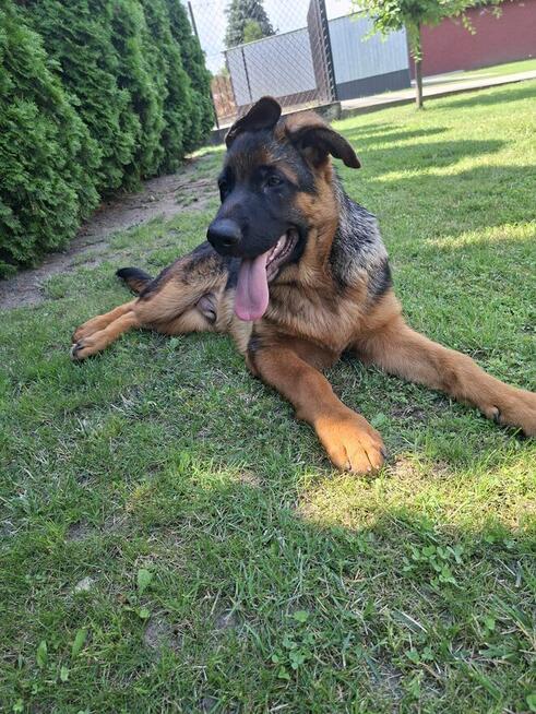 Sprzedam Owczarka Niemieckiego krótkowłosego