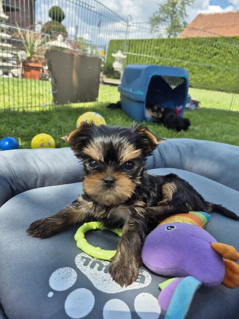 Yorkshire Terrier York ZKwP FCI