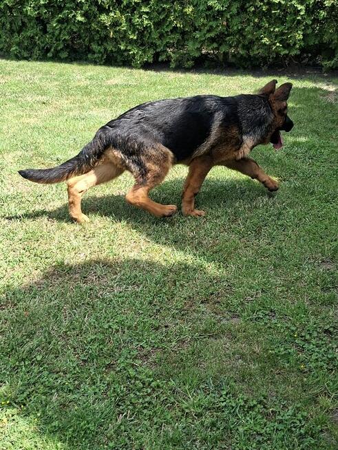 Sprzedam Owczarka Niemieckiego krótkowłosego