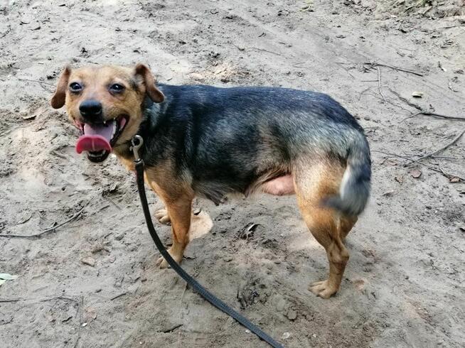 TOŚKA młoda mała suczka poleca się do adopcji